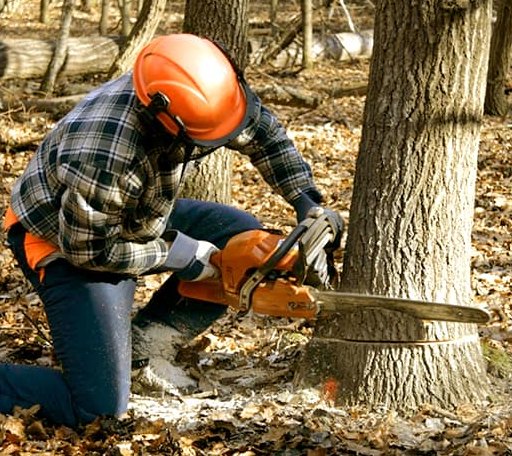 Tree Removal in Bethesda, OH